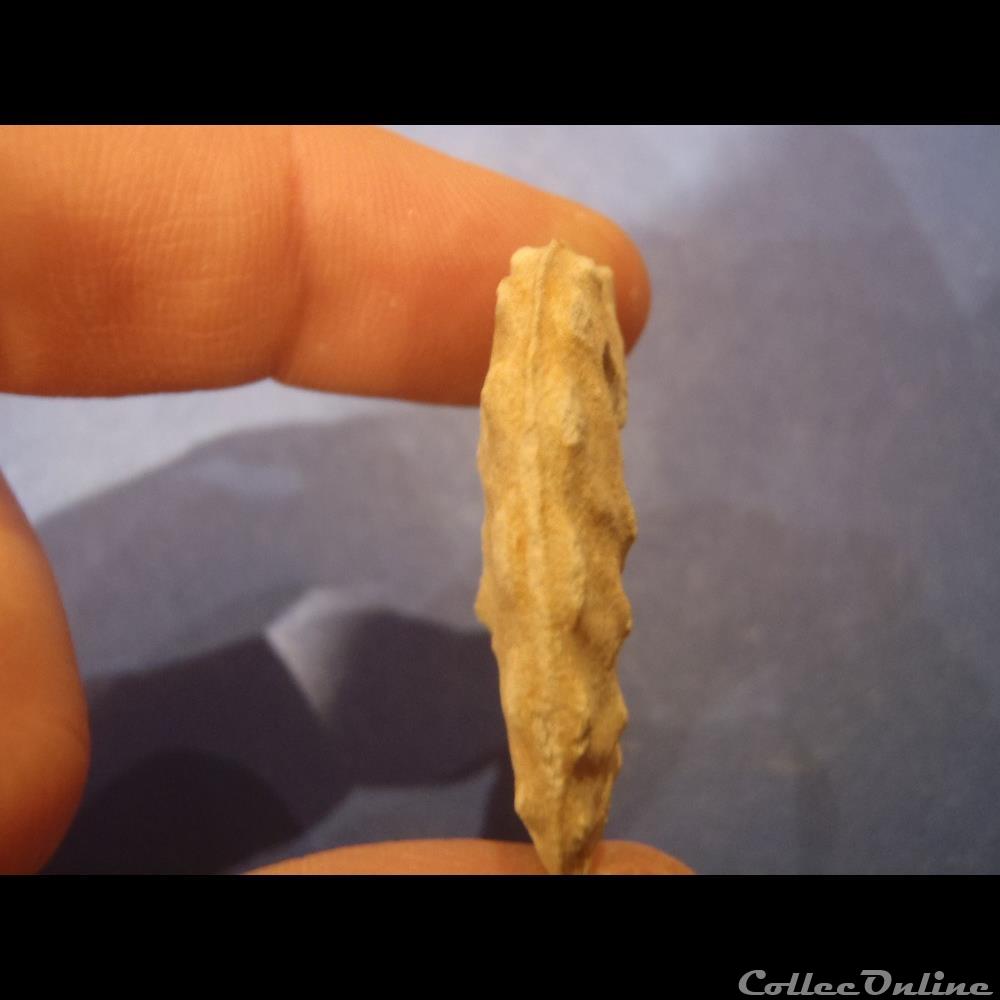 Schloenbachia varians 2 coquillage fossile invertebre schloenbachia varians