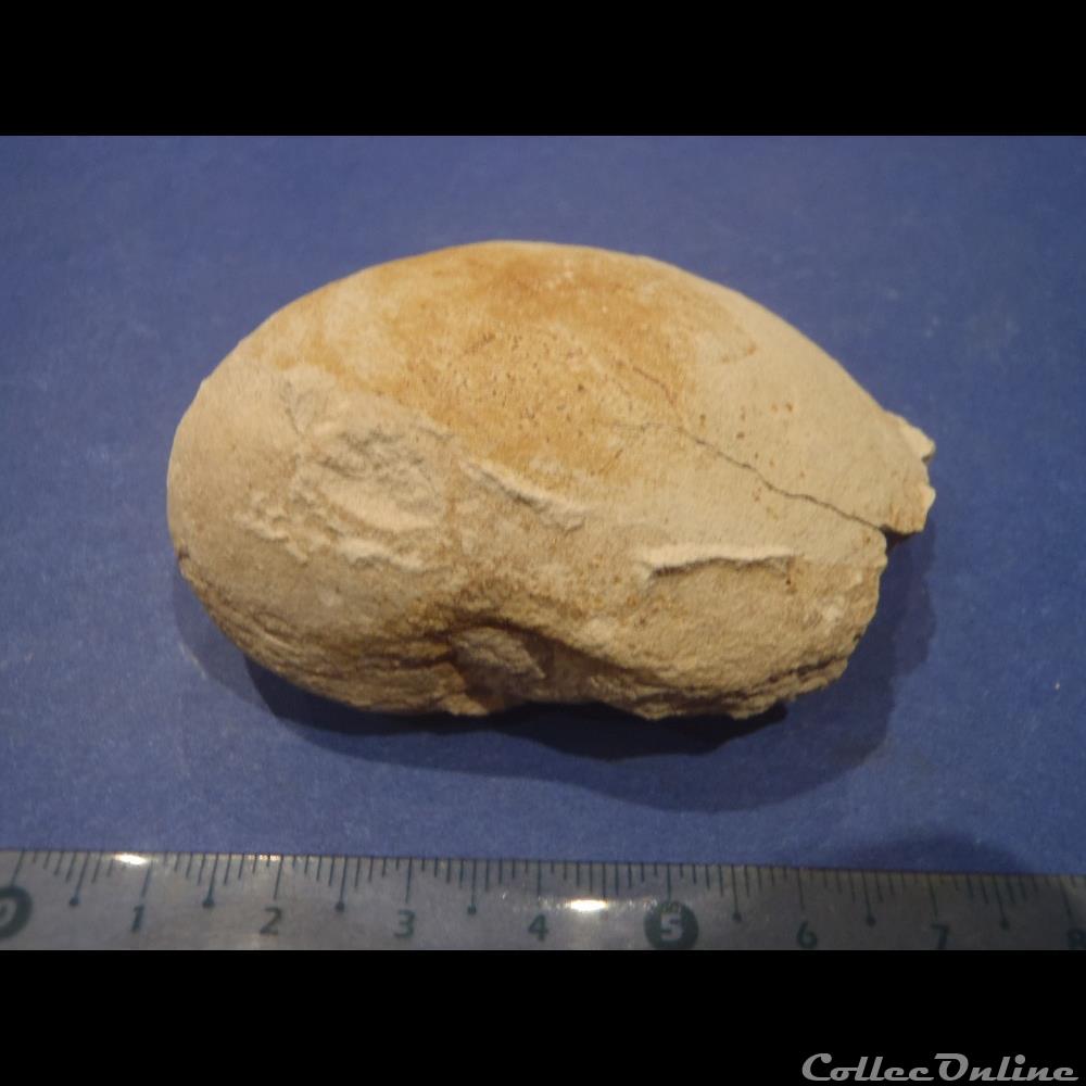 Nautile indéterminé coquillage fossile invertebre nautile indetermine