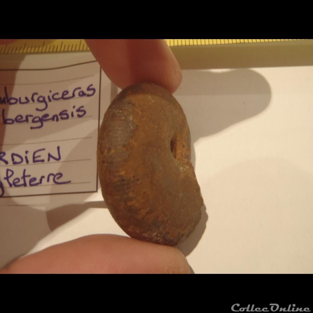 Scaburgiceras scaburgensis 3 coquillage fossile invertebre scaburgiceras scaburgensis