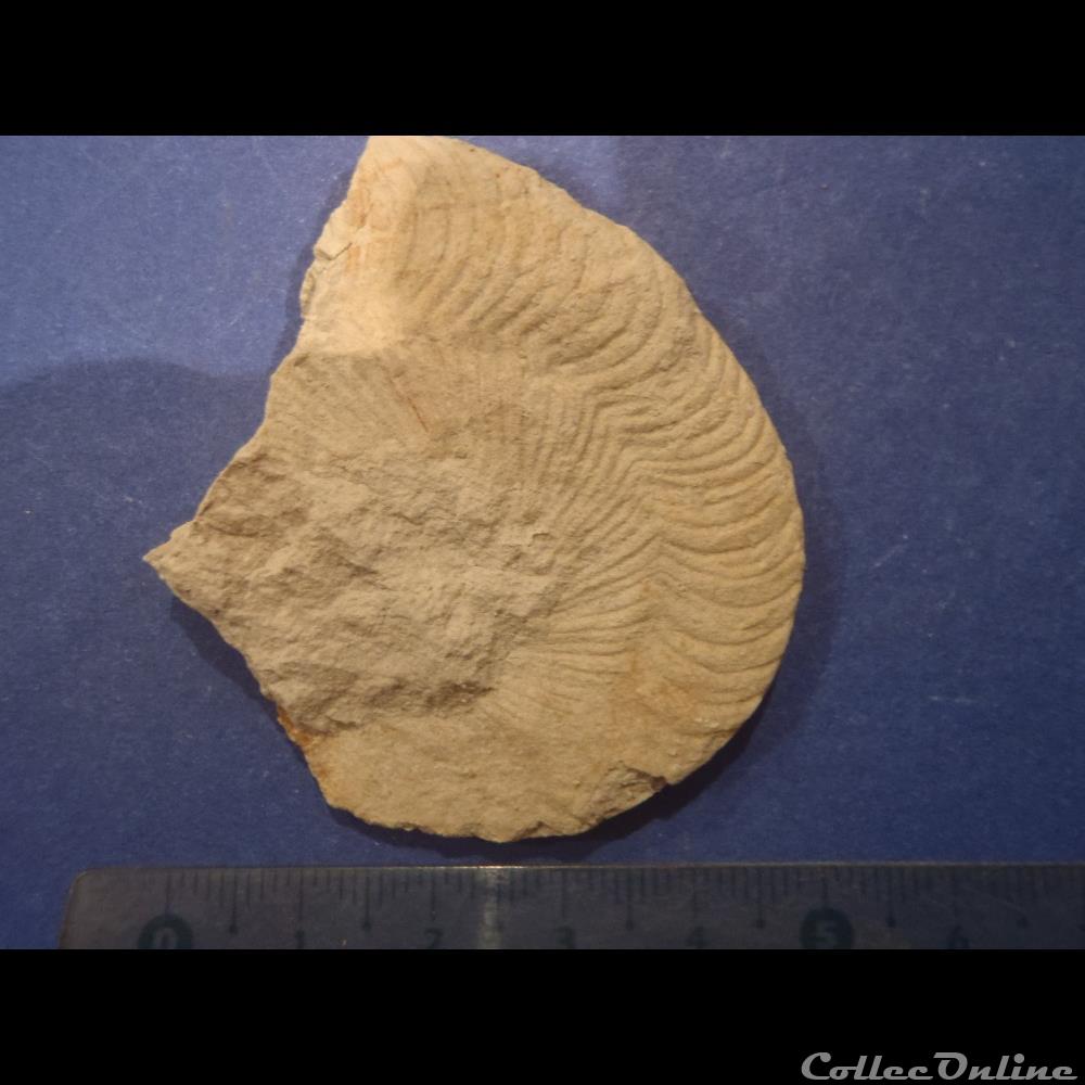 coquillage fossile invertebre hyphoplites falcatus
