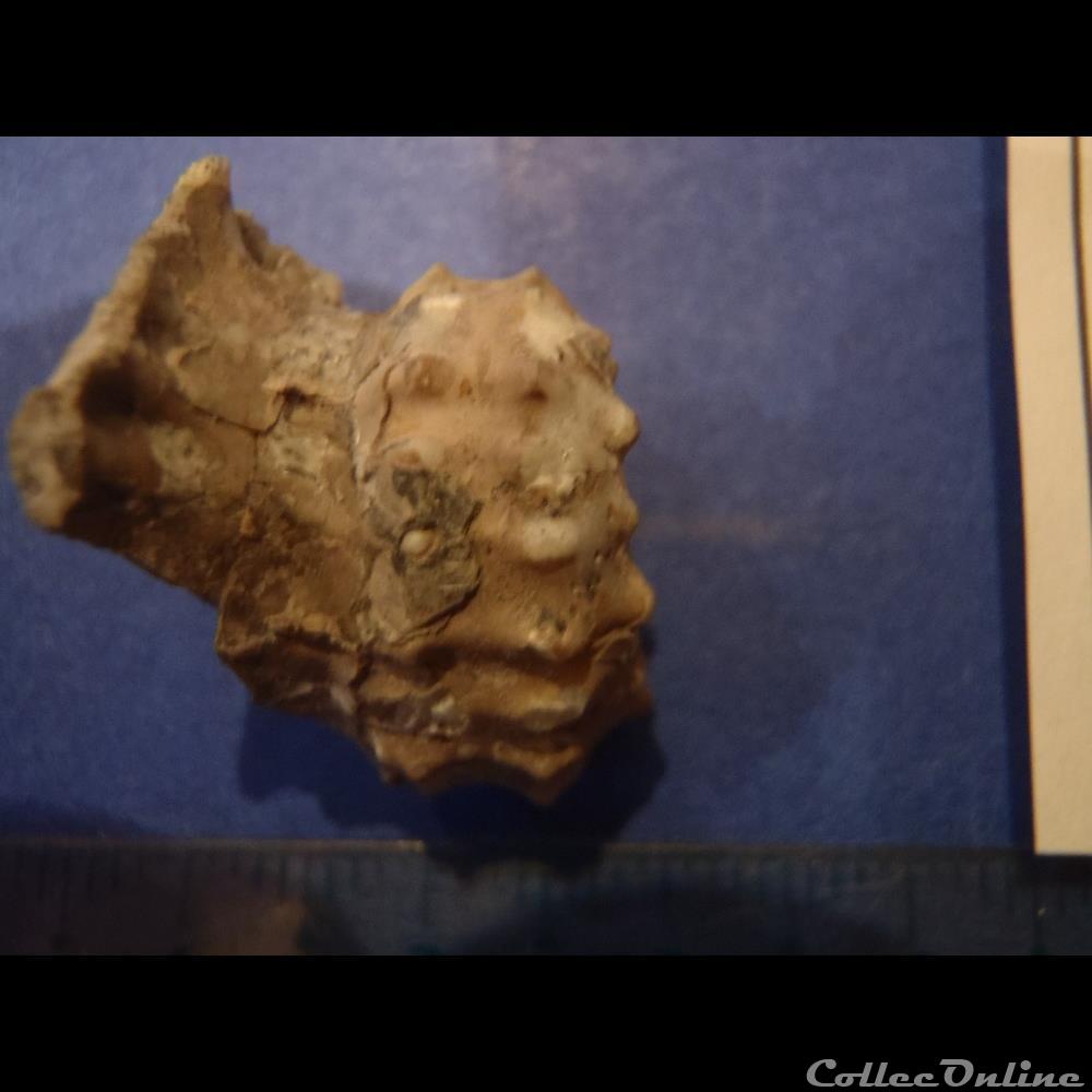 coquillage fossile invertebre douvilleiceras mammilatum