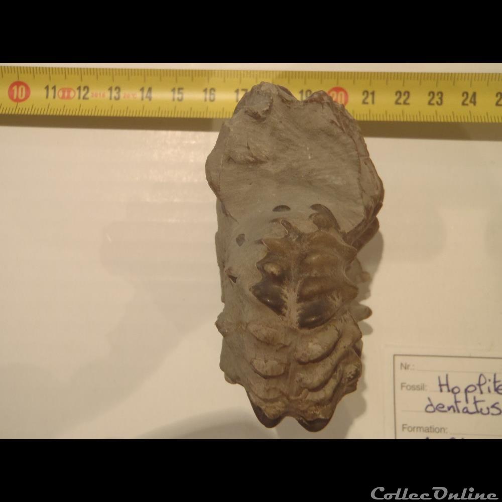 Hoplites sp. 3 coquillage fossile invertebre hoplites sp