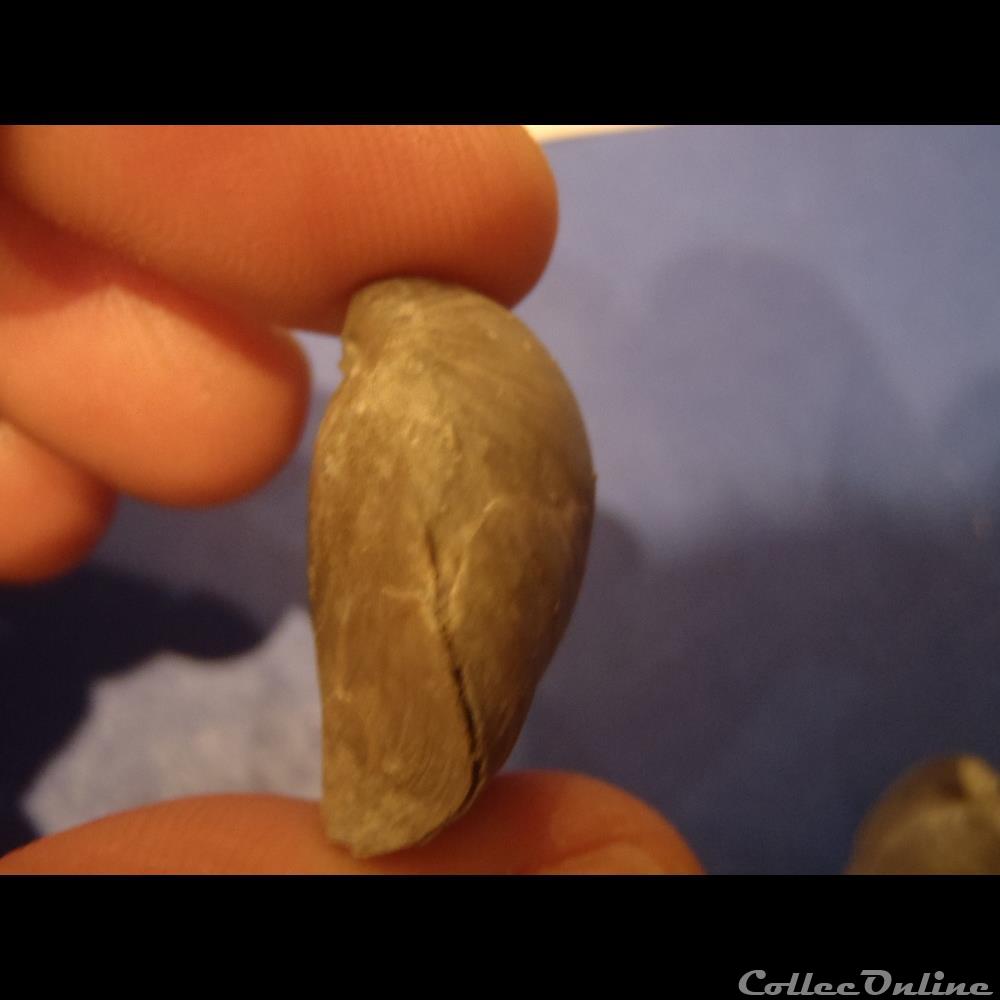 coquillage fossile invertebre gallienneithyris galliennei