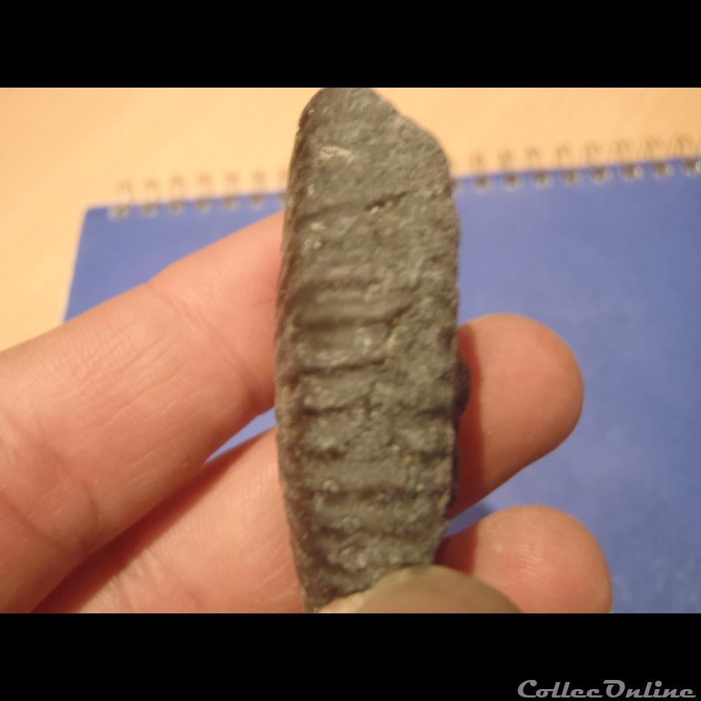 Hypacanthoplites elegans 3 coquillage fossile invertebre hypacanthoplites elegans