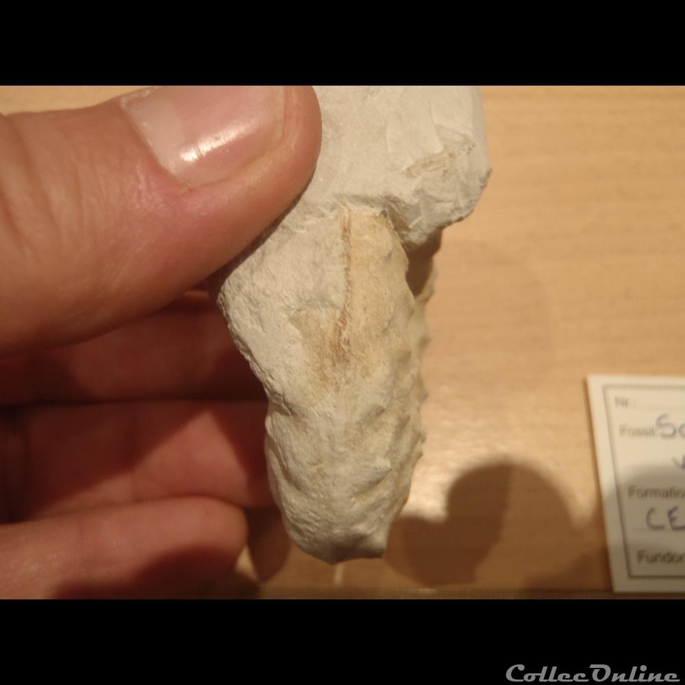Schloenbachia varians coquillage fossile schloenbachia varians