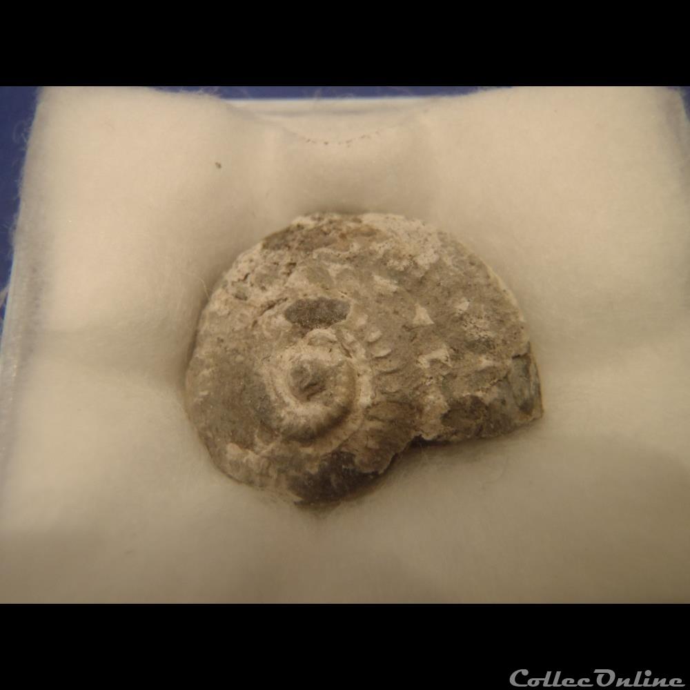 nummocalcar fittoni coquillage fossile invertebre nummocalcar fittoni