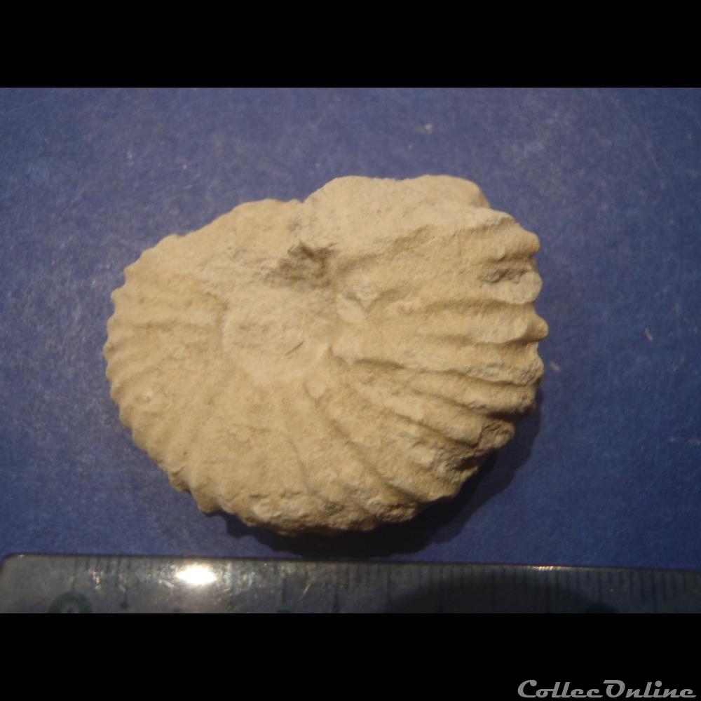 Mantelliceras mantelli 2 coquillage fossile invertebre mantelliceras mantelli