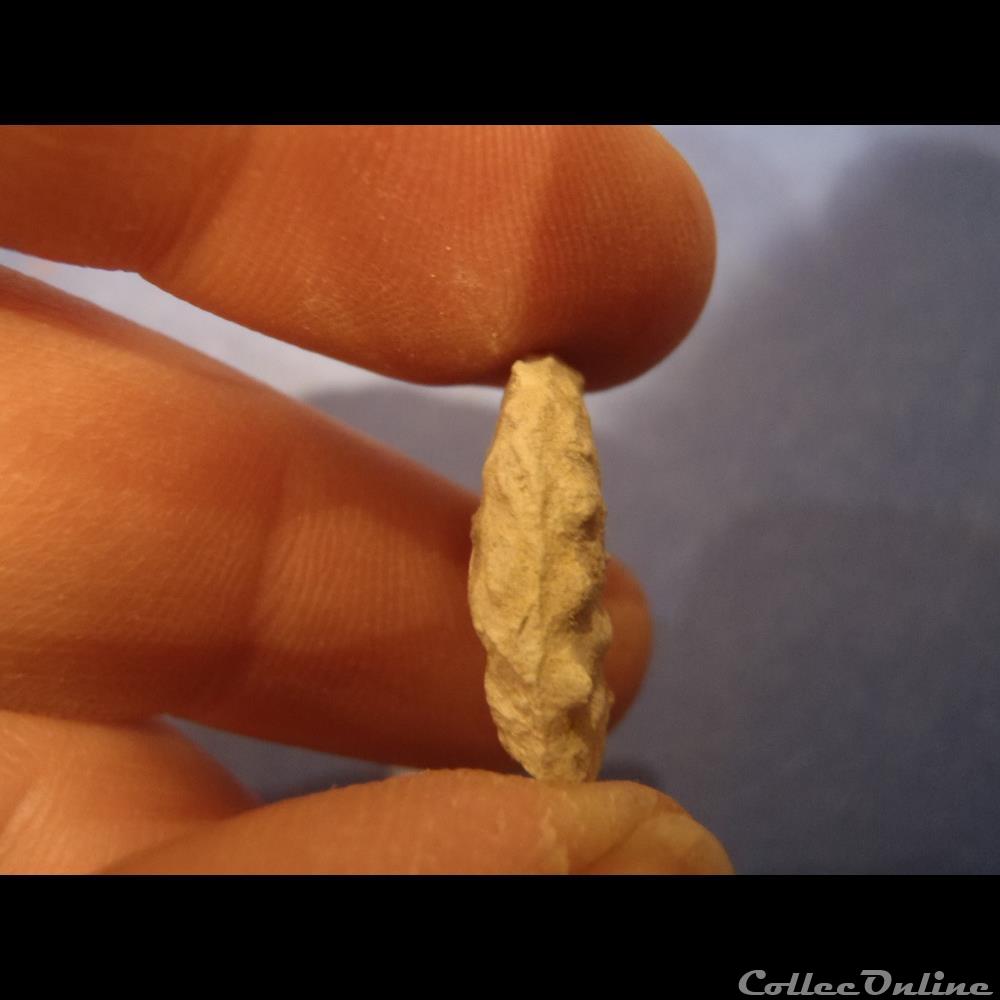 Schloenbachia varians 3 coquillage fossile invertebre schloenbachia varians