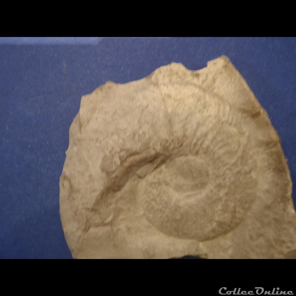 Schloenbachia varians coquillage fossile invertebre schloenbachia varians