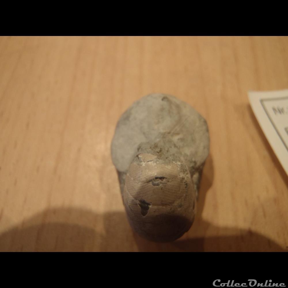 Eutrephoceras clementinum 2 coquillage fossile eutrephoceras clementinum 2