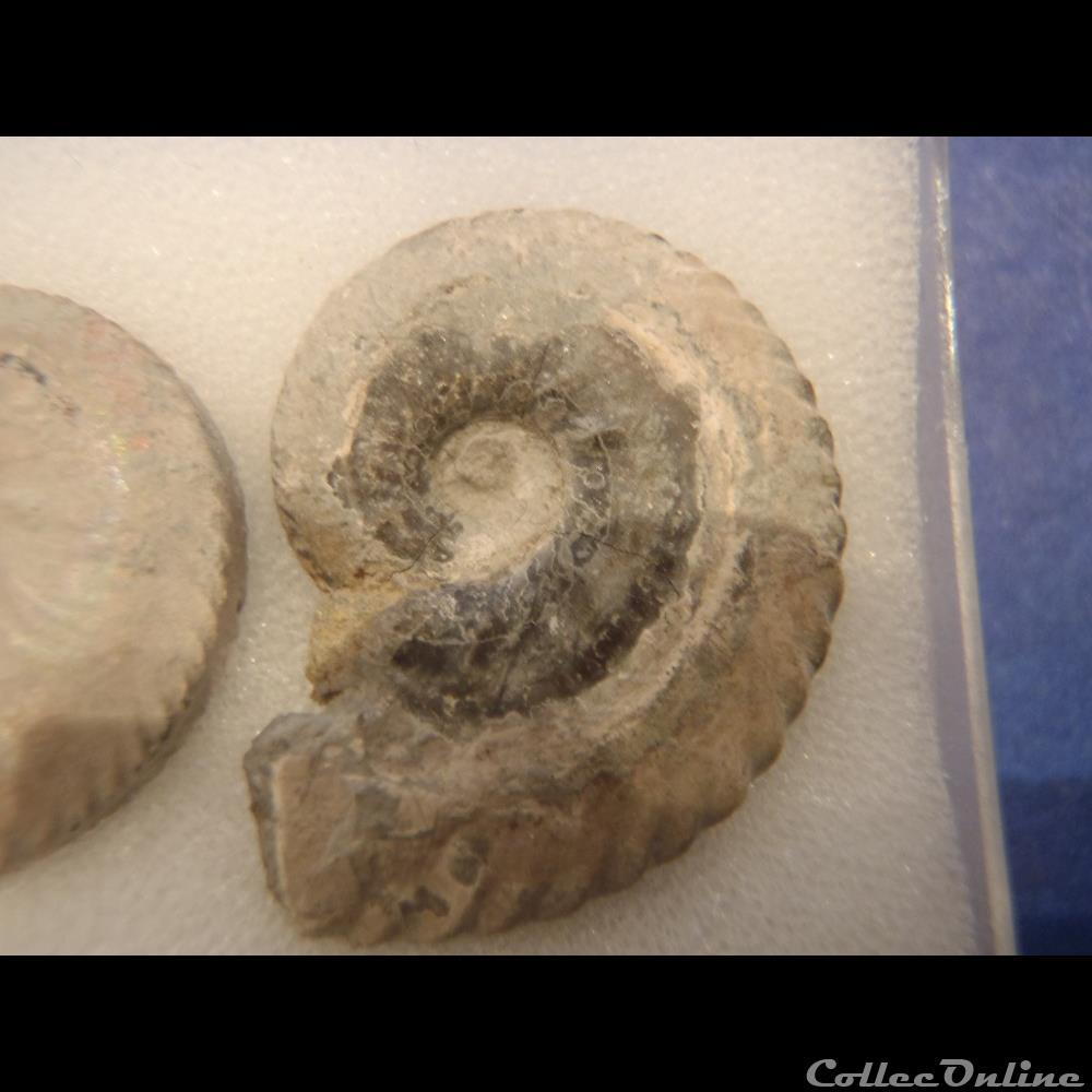 coquillage fossile invertebre anahoplites