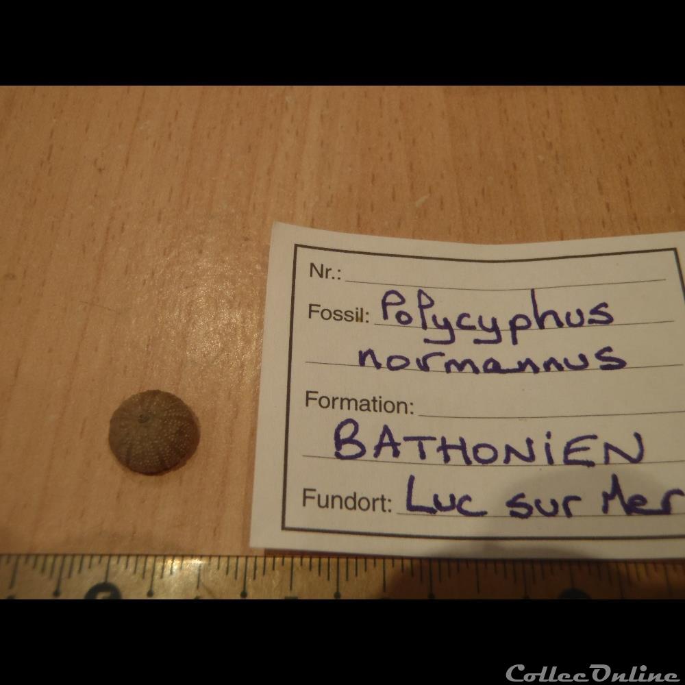 Polycyphus normannus coquillage fossile invertebre polycyphus normannus