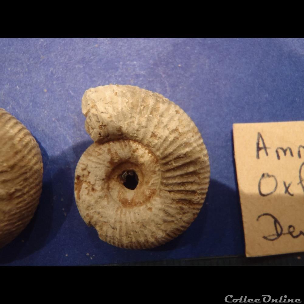 Perisphinctes sp. 3 coquillage fossile invertebre perisphinctes sp