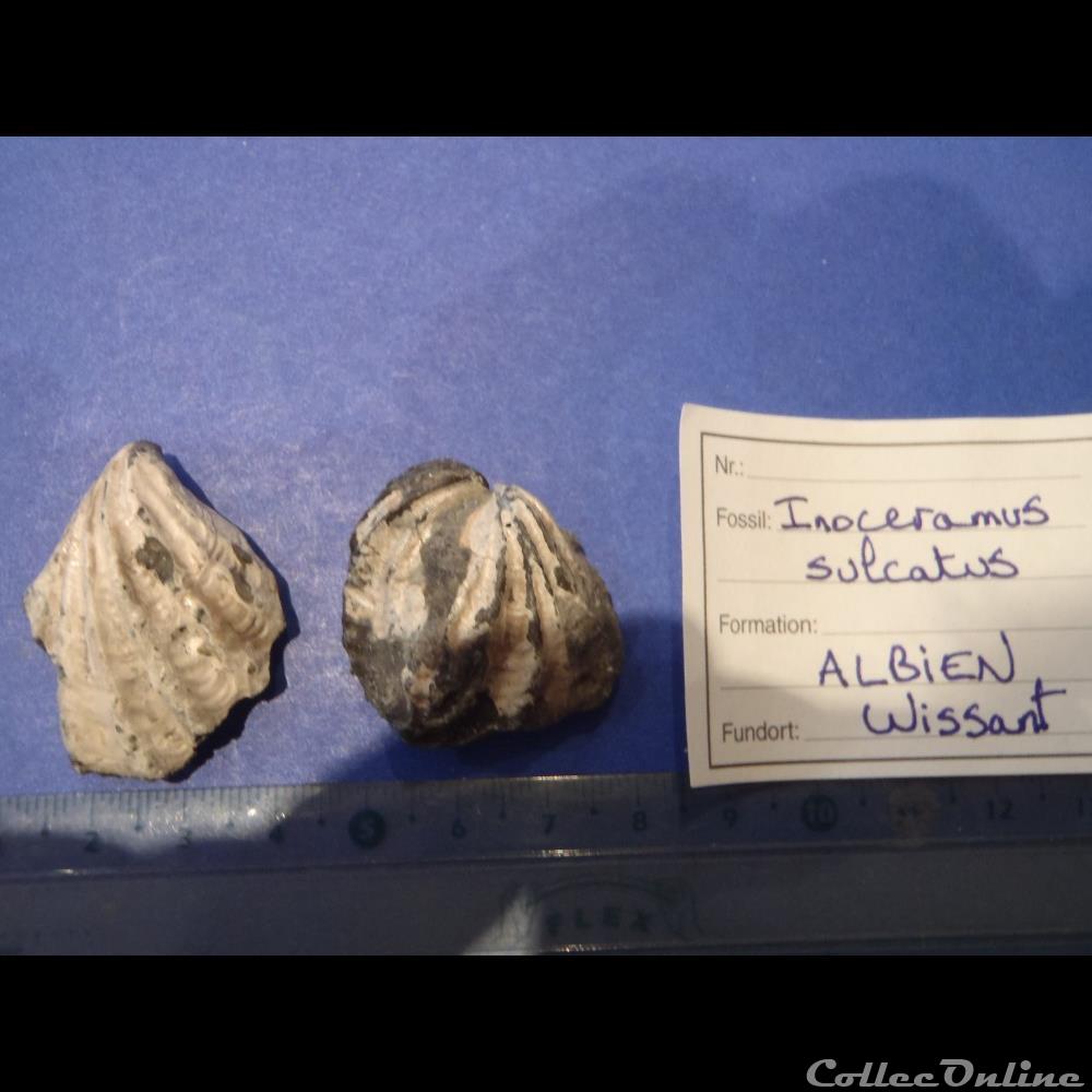 Inoceramus sulcatus 3 coquillage fossile invertebre inoceramus sulcatus 3