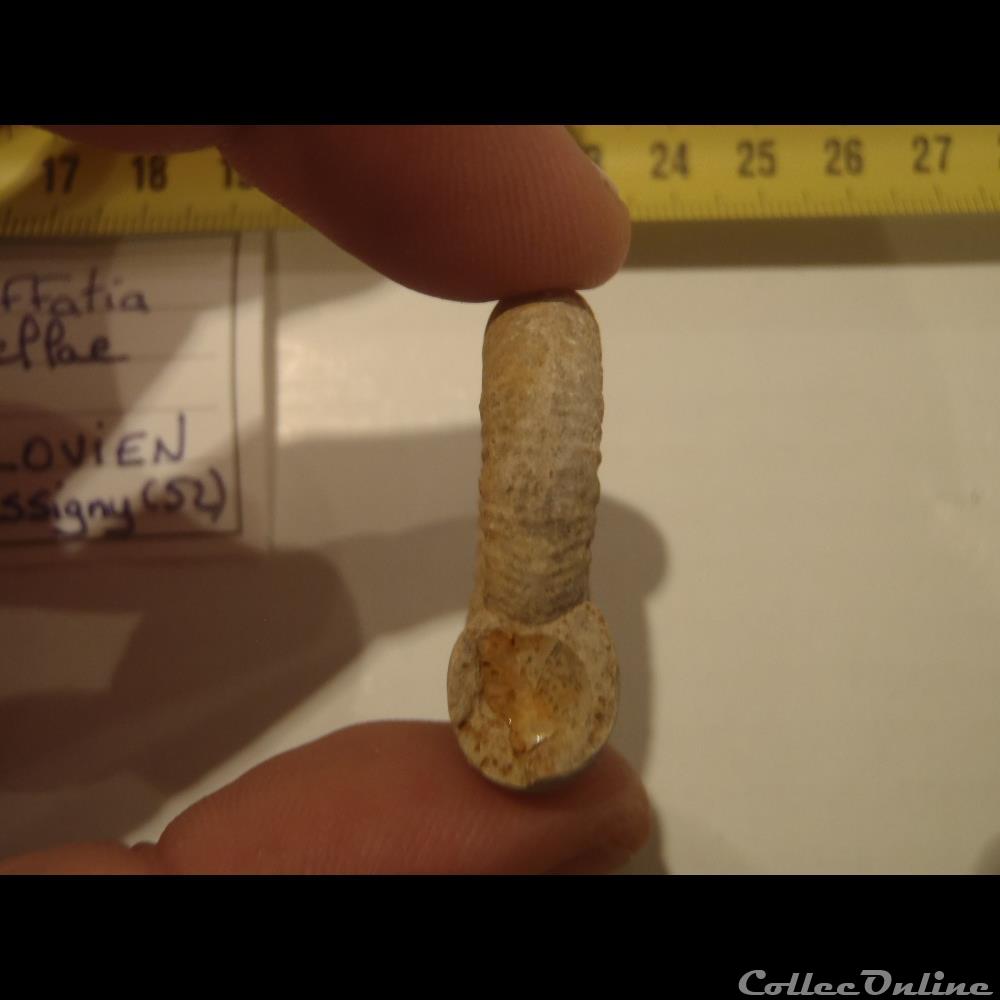 Choffatia isabellae coquillage fossile invertebre choffatia isabellae