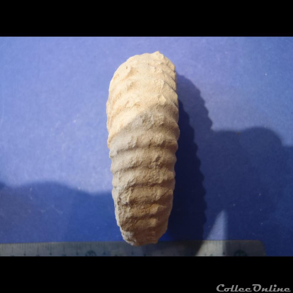 Mantelliceras mantelli 3 coquillage fossile invertebre mantelliceras mantelli