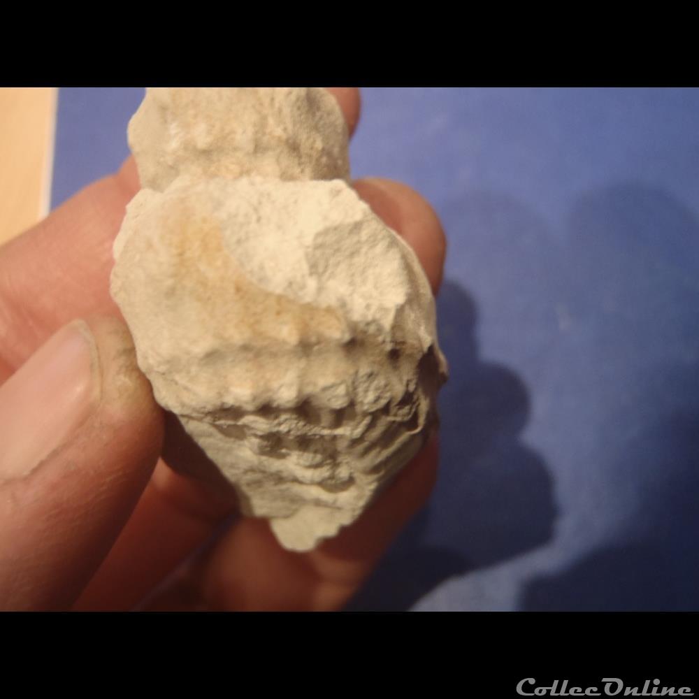 Turrilites sp. 3 coquillage fossile invertebre turrilites sp