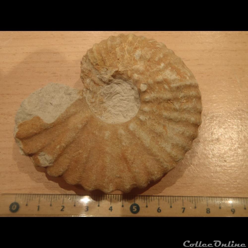 Mantelliceras mantelli coquillage fossile invertebre mantelliceras mantelli