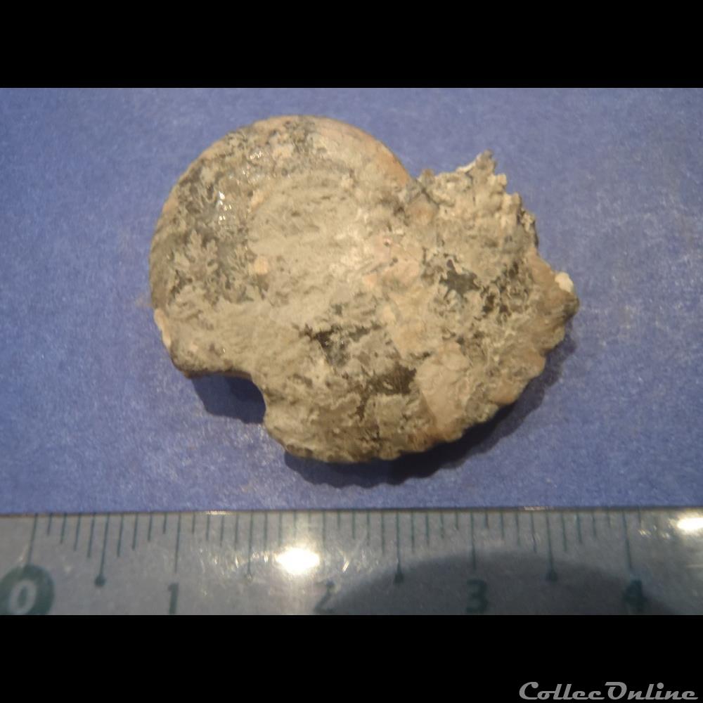 coquillage fossile invertebre ammonite indeterminee 14