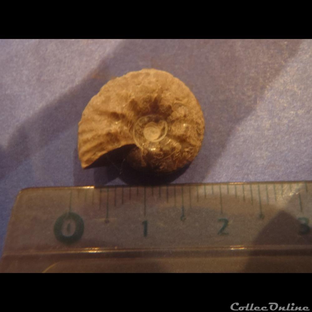 Ammonite indéterminée 12 coquillage fossile invertebre ammonite indeterminee 12