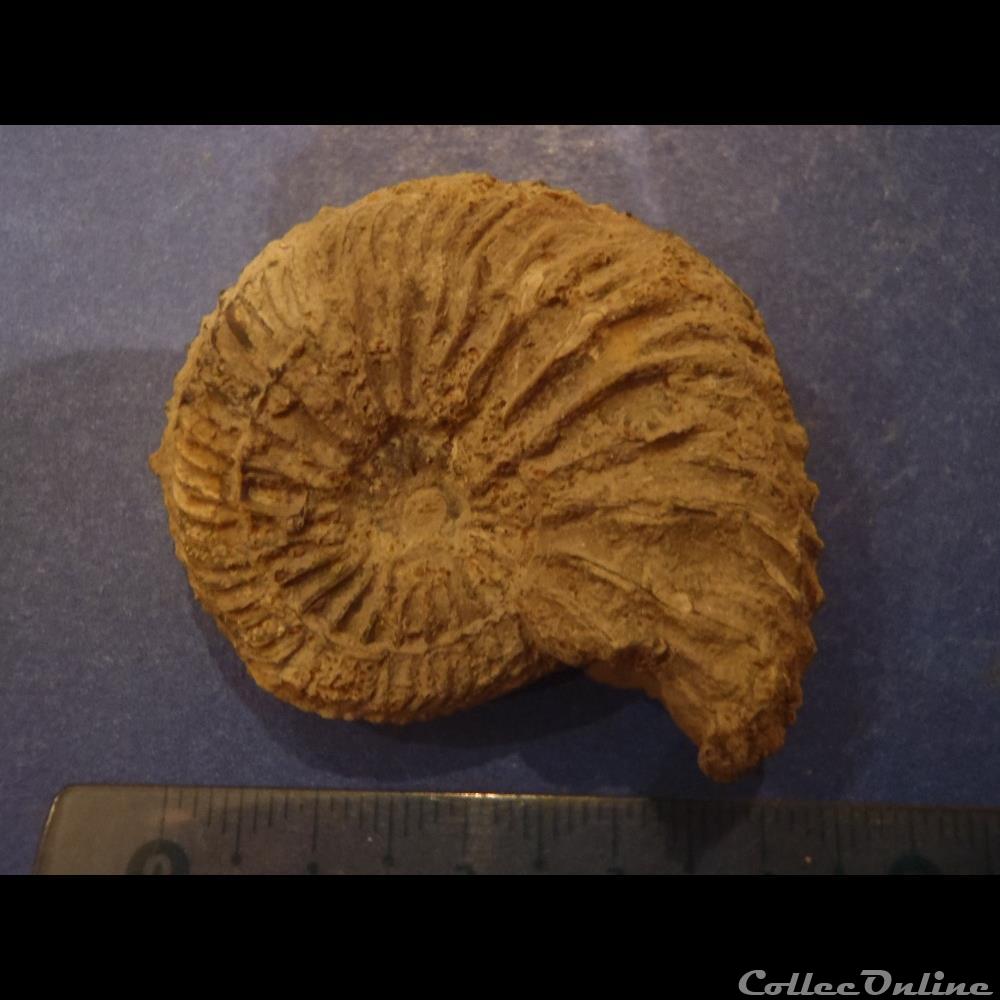 coquillage fossile invertebre cardioceras