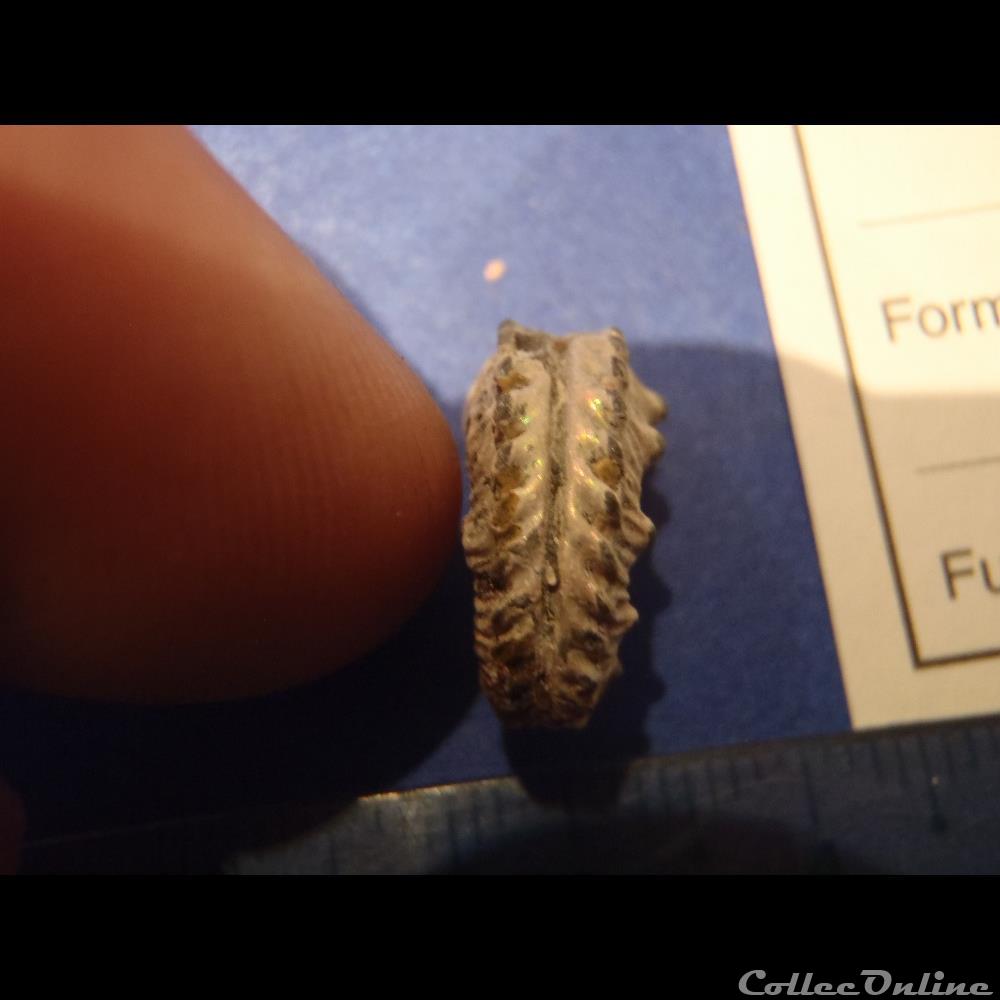 coquillage fossile invertebre anahoplites sp