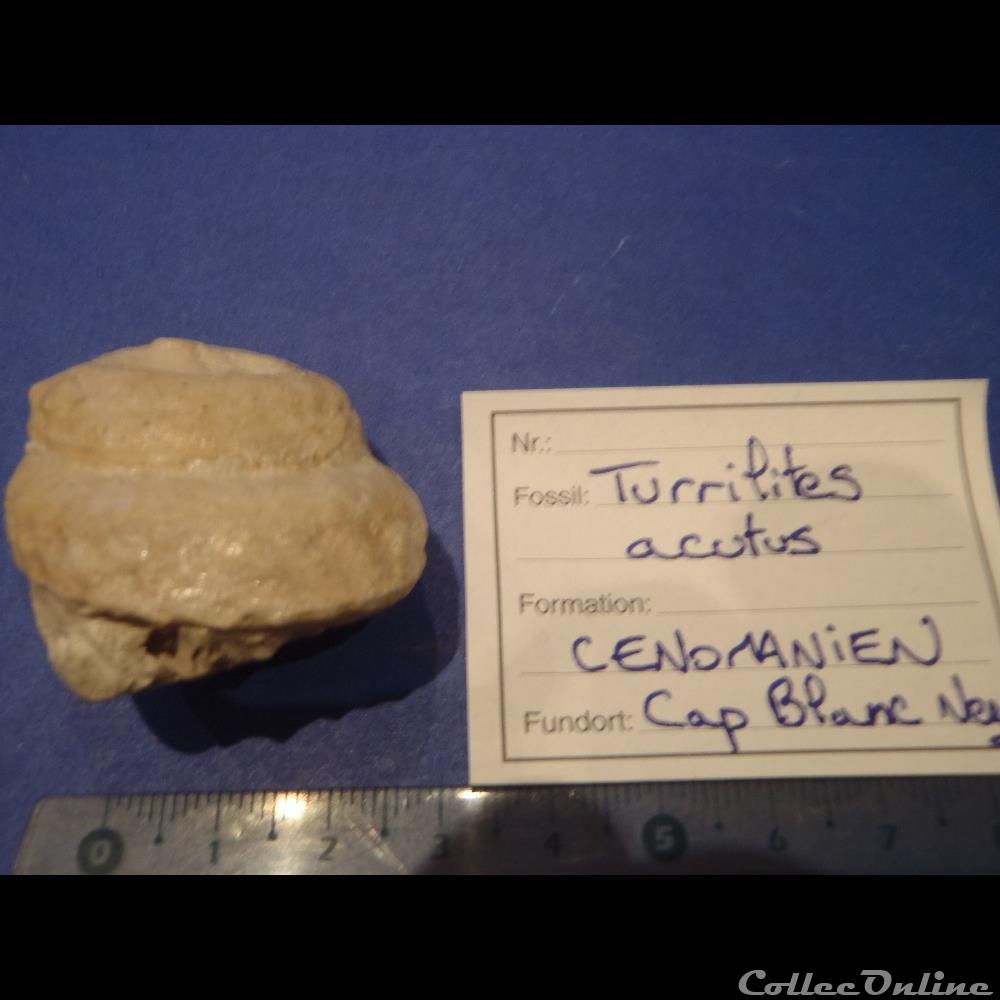 Turrilites acutus - Shells & Fossils