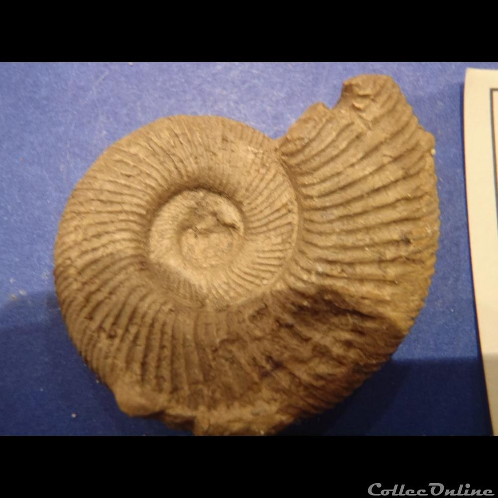 Perisphinctes plicatalis 4 coquillage fossile invertebre perisphinctes plicatalis