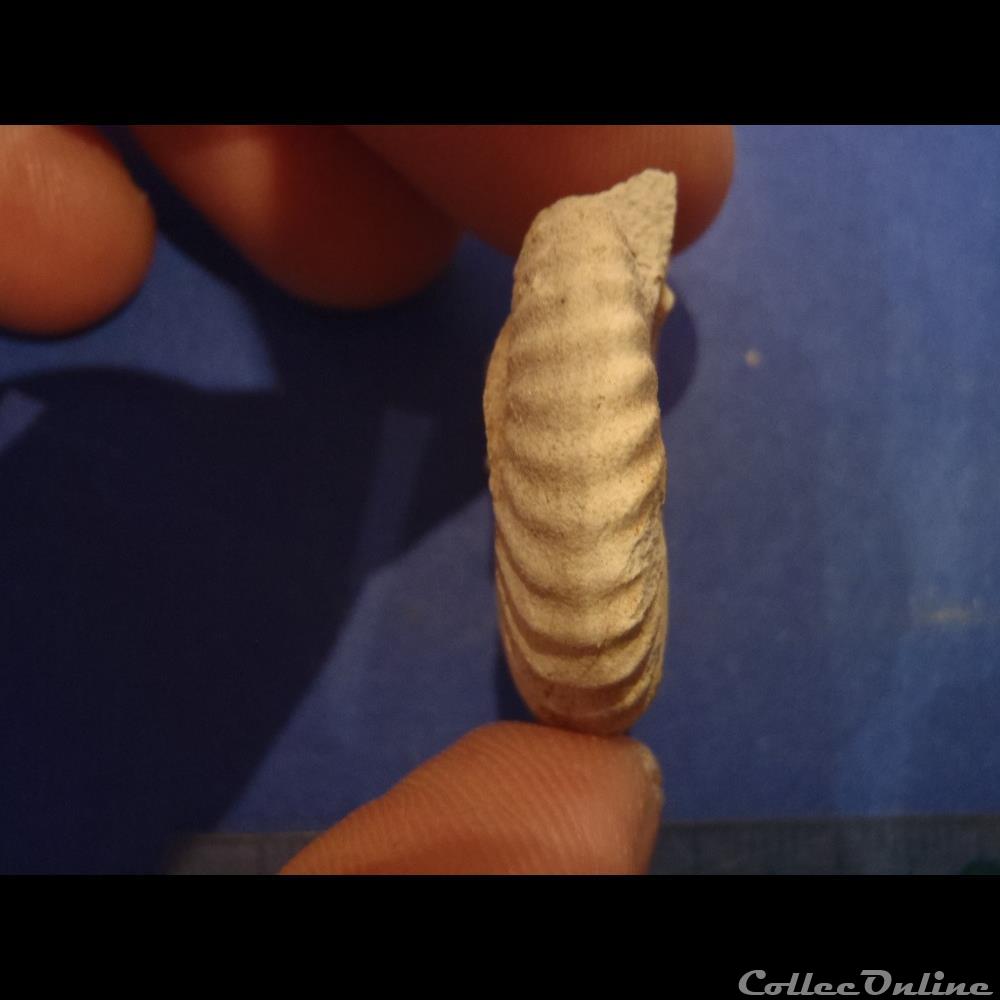 Indéterminé 2 coquillage fossile invertebre indetermine