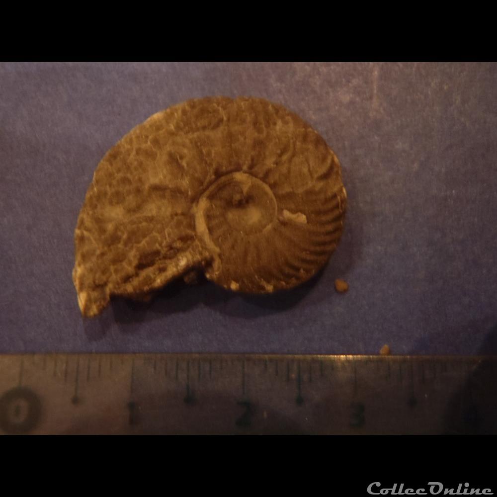 coquillage fossile invertebre indetermine