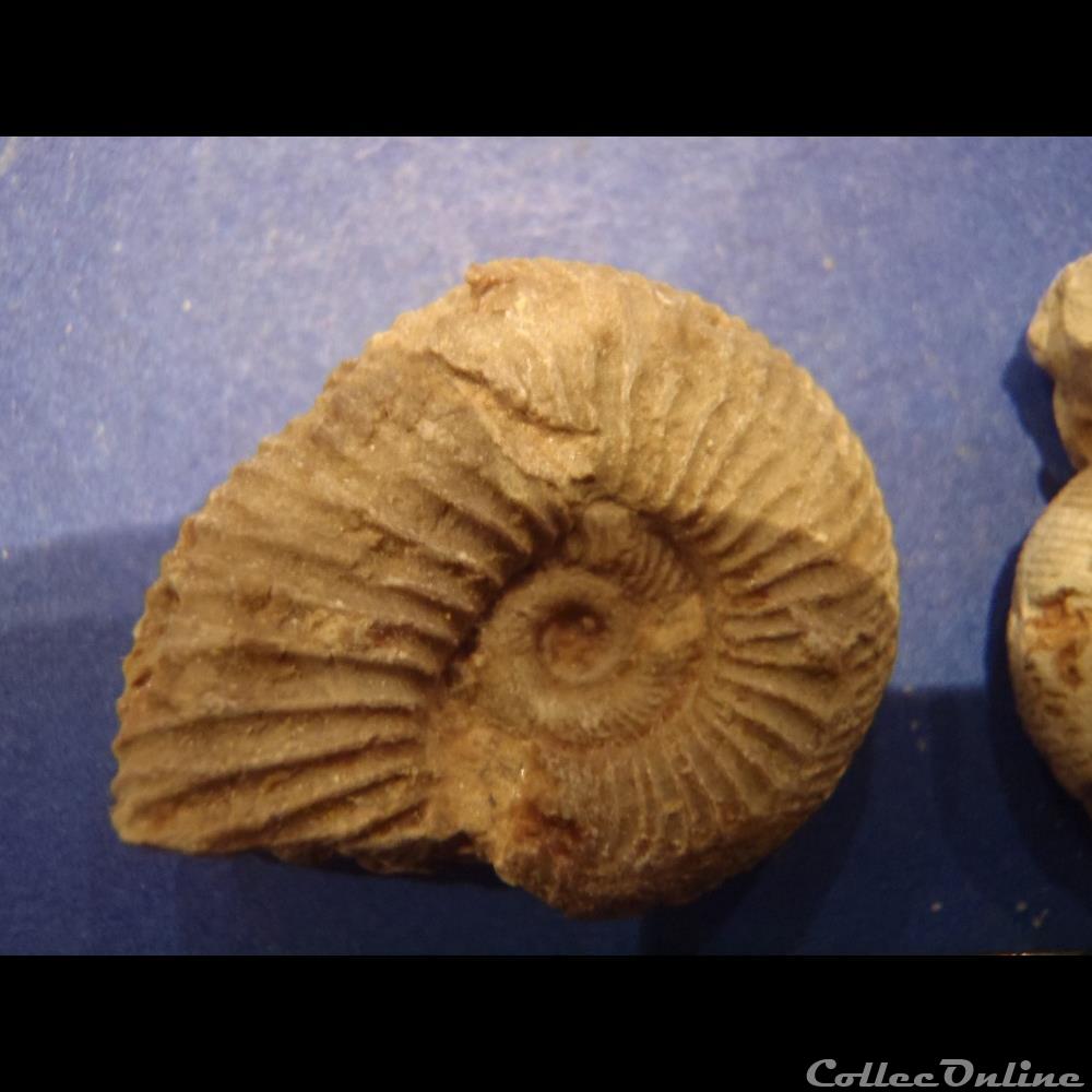 Perisphinctes sp. 2 coquillage fossile invertebre perisphinctes sp