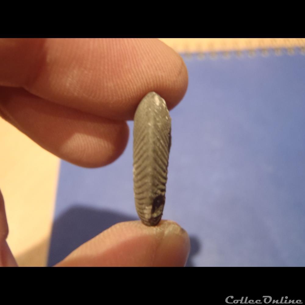 coquillage fossile indetermine