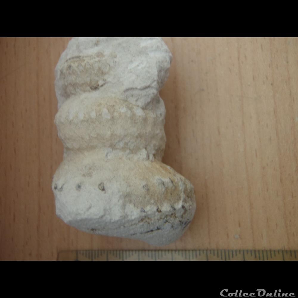 Turrilites sp. coquillage fossile invertebre turrilites sp