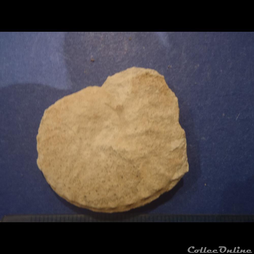 Schloenbachia varians coquillage fossile invertebre schloenbachia varians