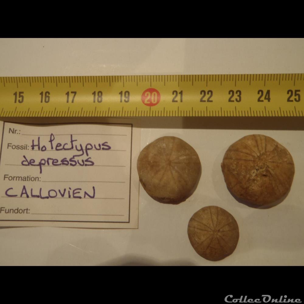 coquillage fossile invertebre holectypus depressus