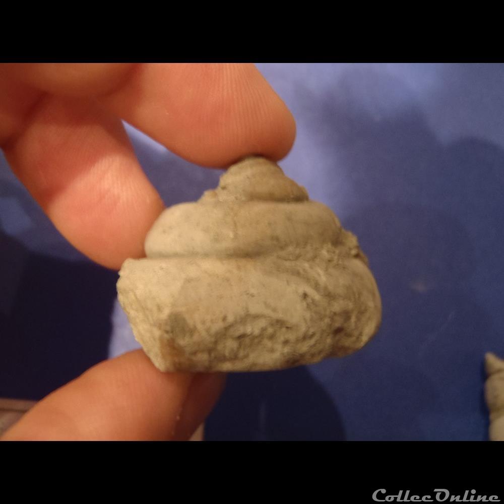 coquillage fossile invertebre pleurotomaria phaedra