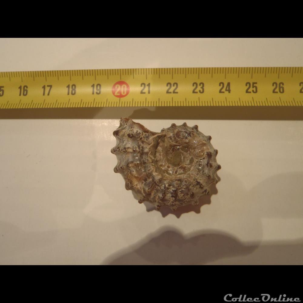 Douvilleiceras mammialtum coquillage fossile douvilleiceras mammialtum