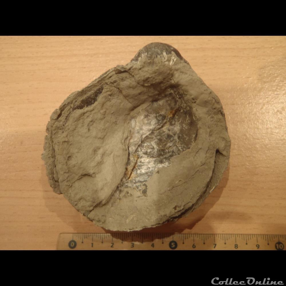 Gryphaea dilatata coquillage fossile invertebre gryphaea dilatata