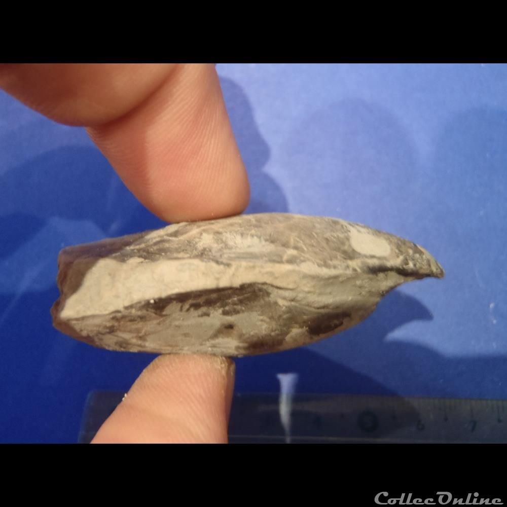 coquillage fossile invertebre isognomon promytliloides