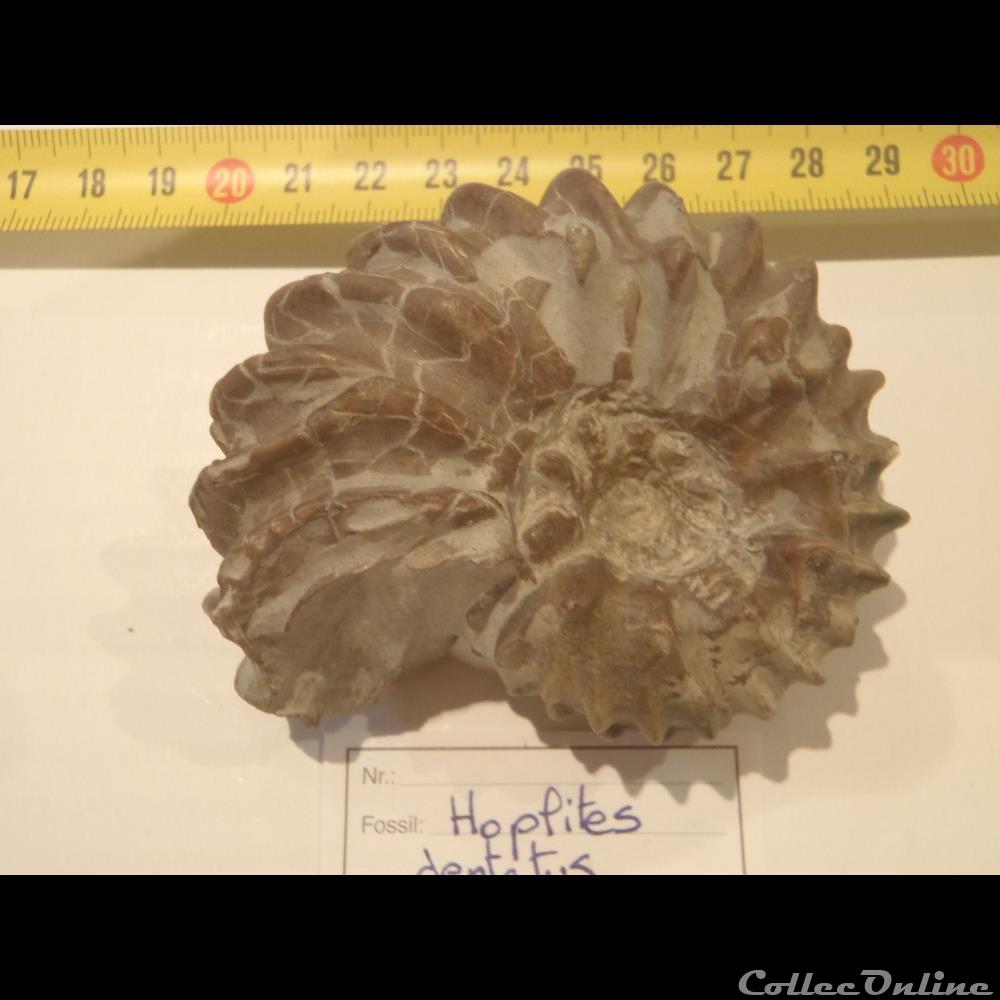 Hoplites sp. coquillage fossile invertebre hoplites sp