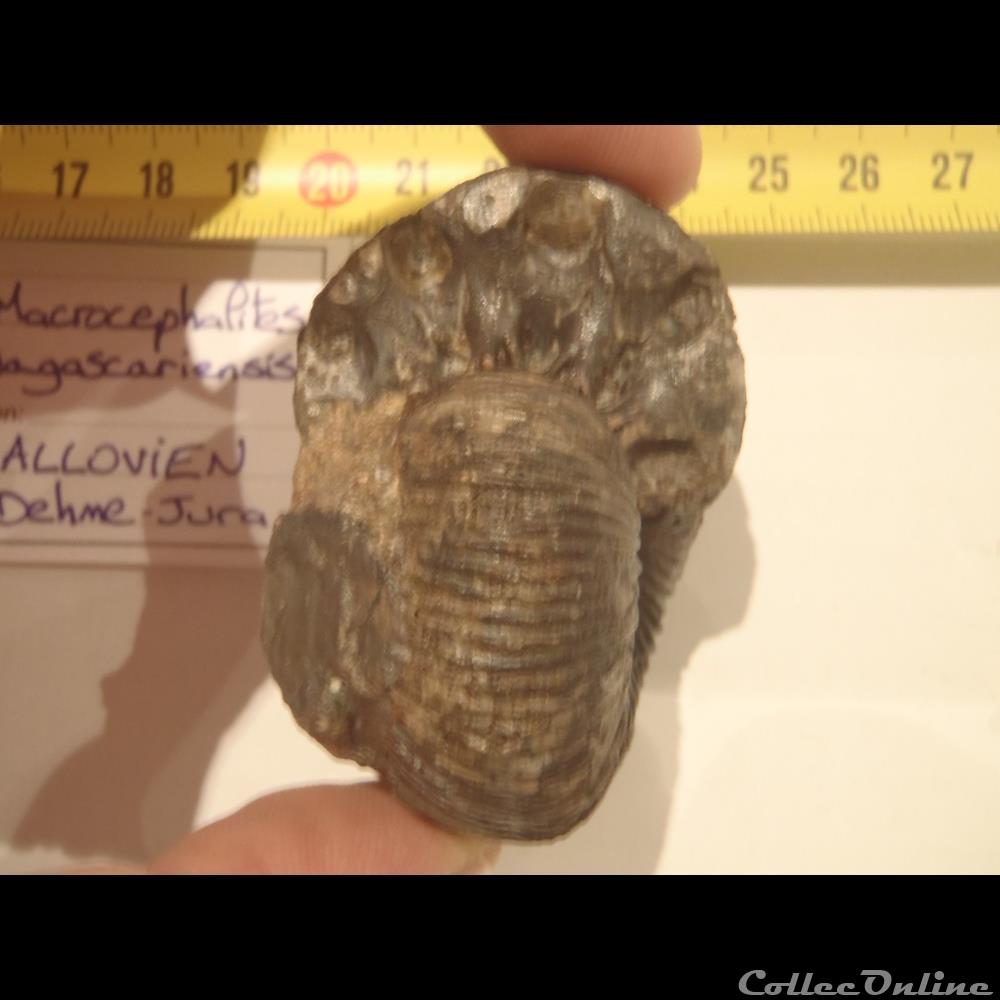 coquillage fossile invertebre macrocephalites madagascariensis