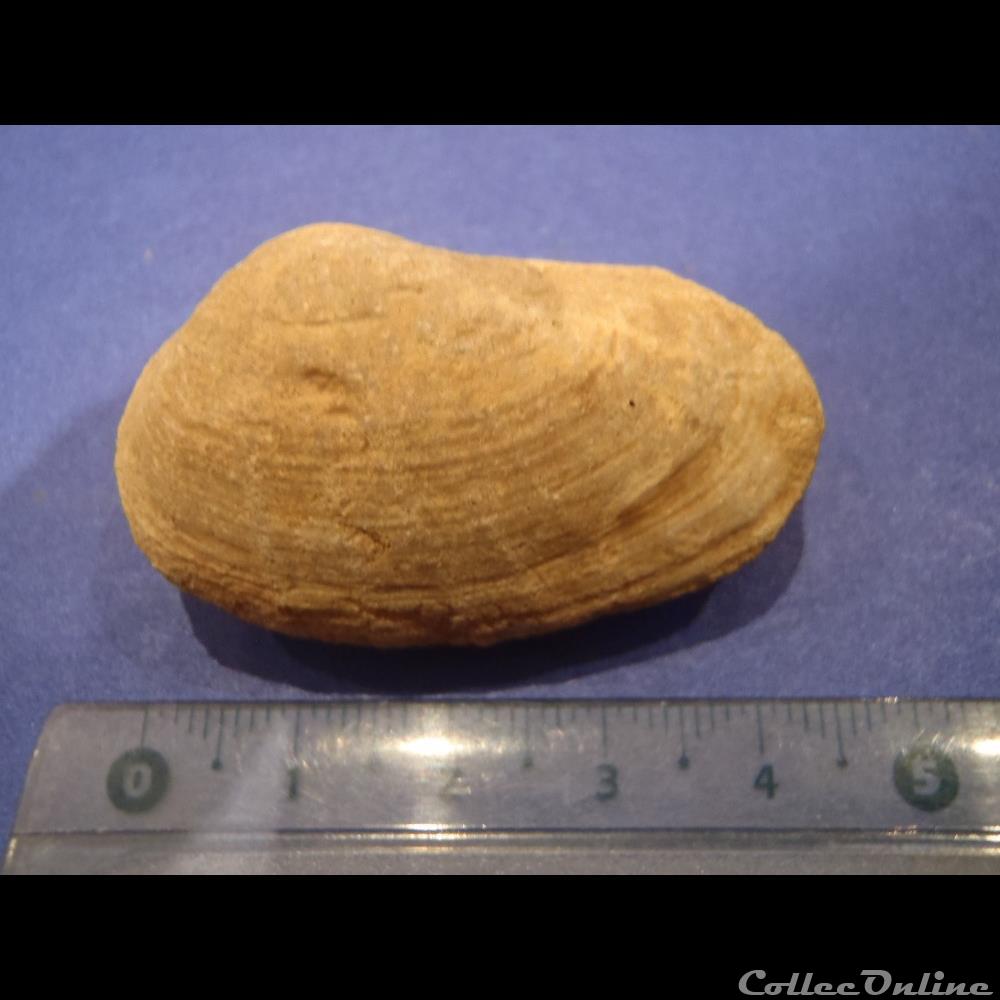 Bivalve indéterminé coquillage fossile invertebre bivalve indetermine