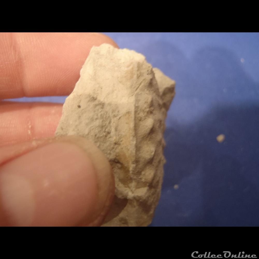 Schloenbachia varians coquillage fossile invertebre schloenbachia varians