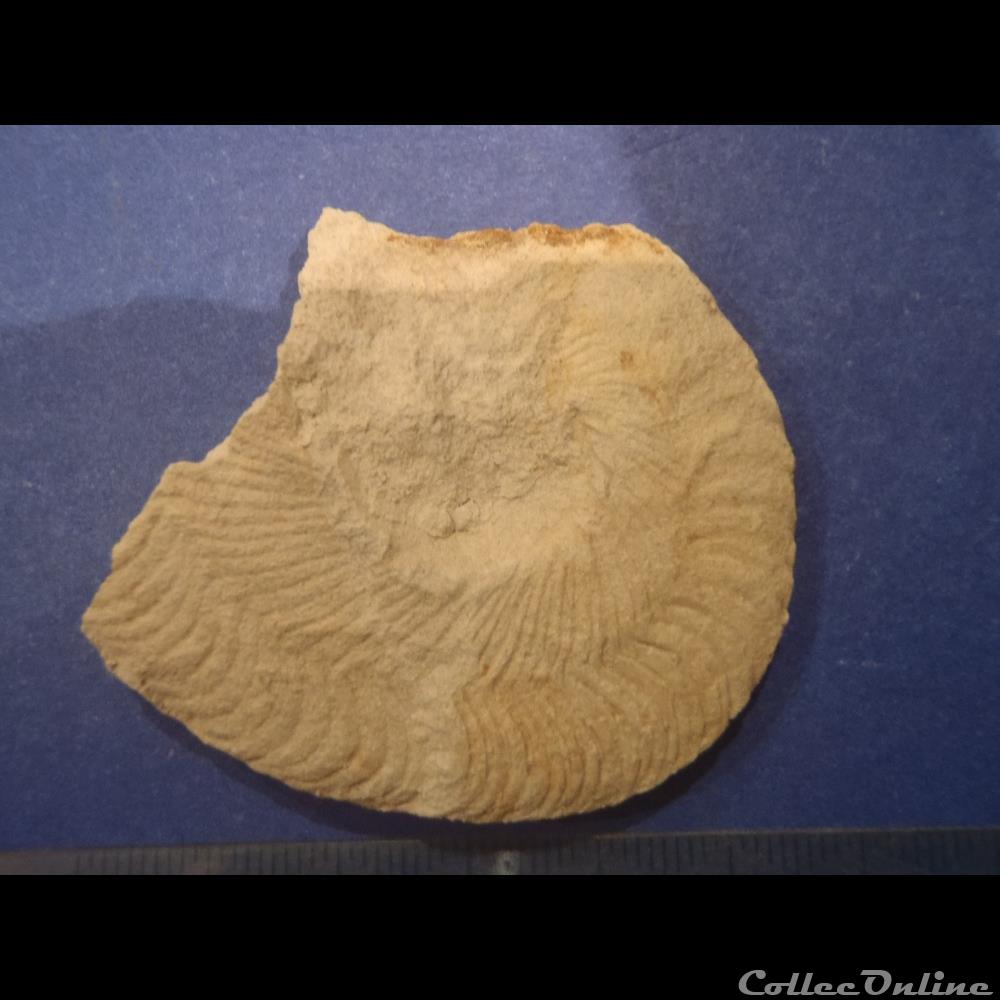 coquillage fossile invertebre hyphoplites falcatus