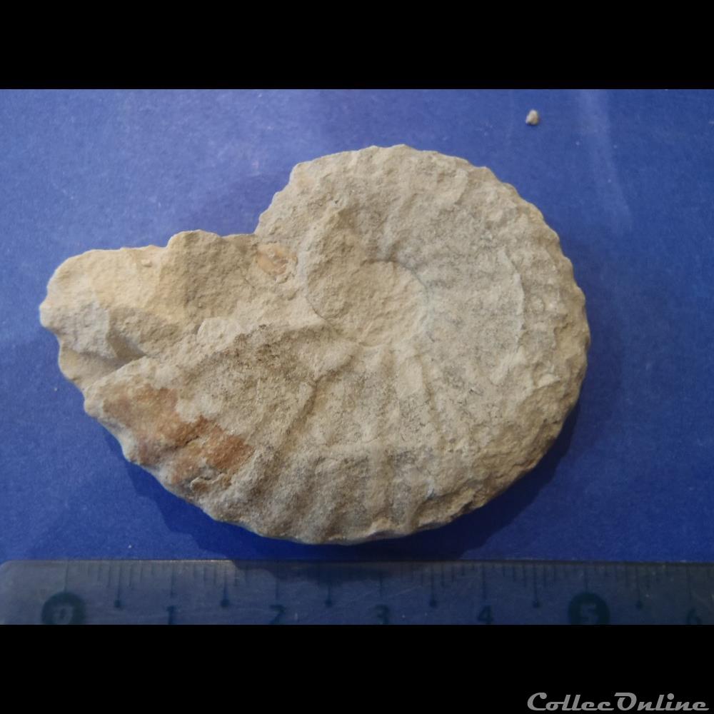 Mantelliceras mantelli 2 coquillage fossile invertebre mantelliceras mantelli