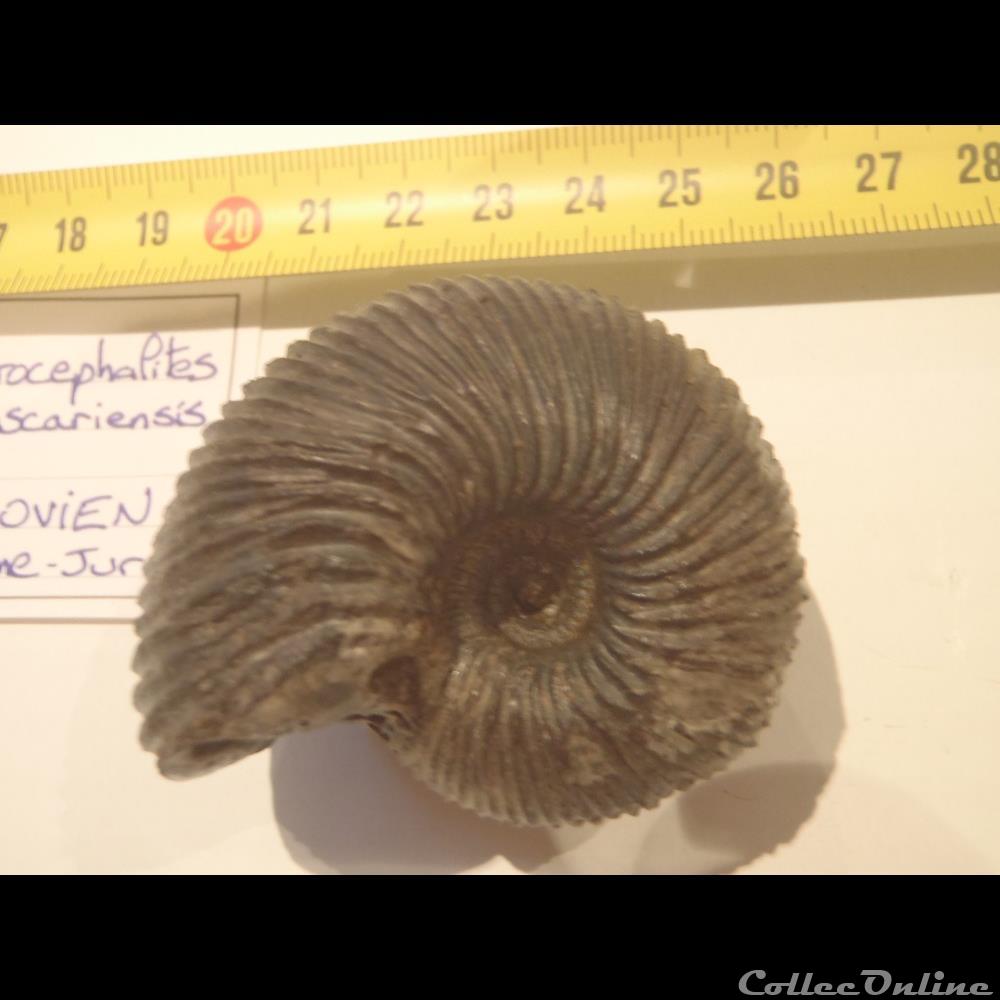coquillage fossile invertebre macrocephalites madagascariensis