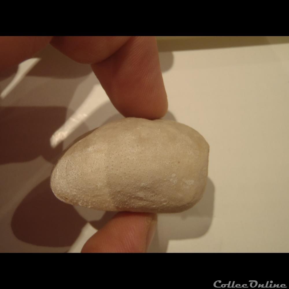 Micraster decipiens 2 coquillage fossile invertebre micraster decipiens