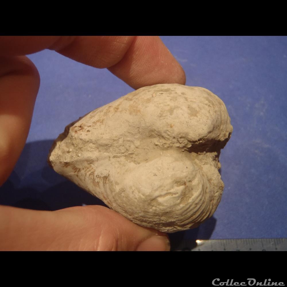 coquillage fossile invertebre indetermine