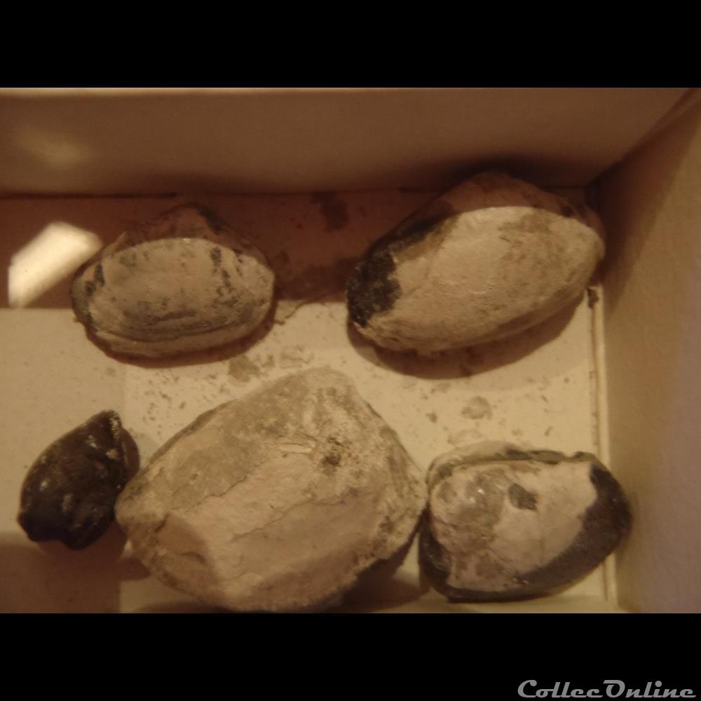 Pectinucula pectinata coquillage fossile invertebre pectinucula pectinata