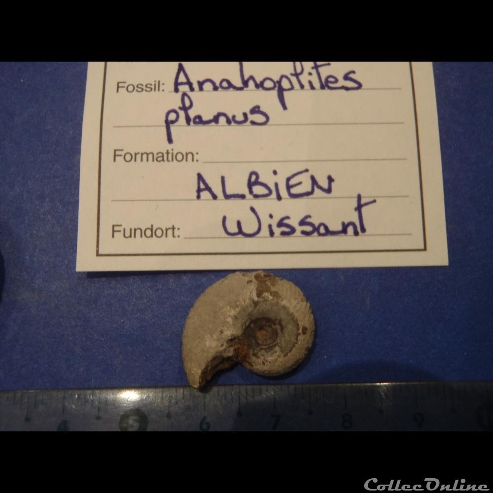 Anahoplites planus 8 coquillage fossile invertebre anahoplites planus 8